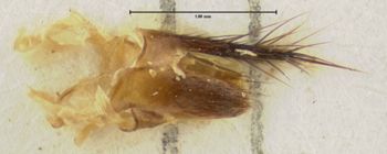 Media type: image;   Entomology 31926 Aspect: body parts 2